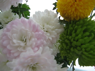 菊 012.jpg